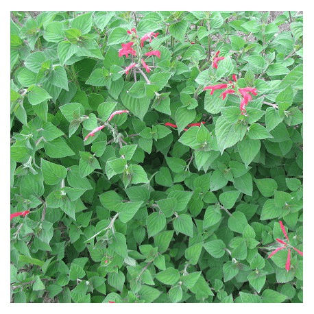 Des images de diff�rentes plantes